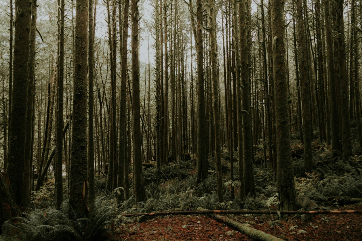 Step Into the Forest