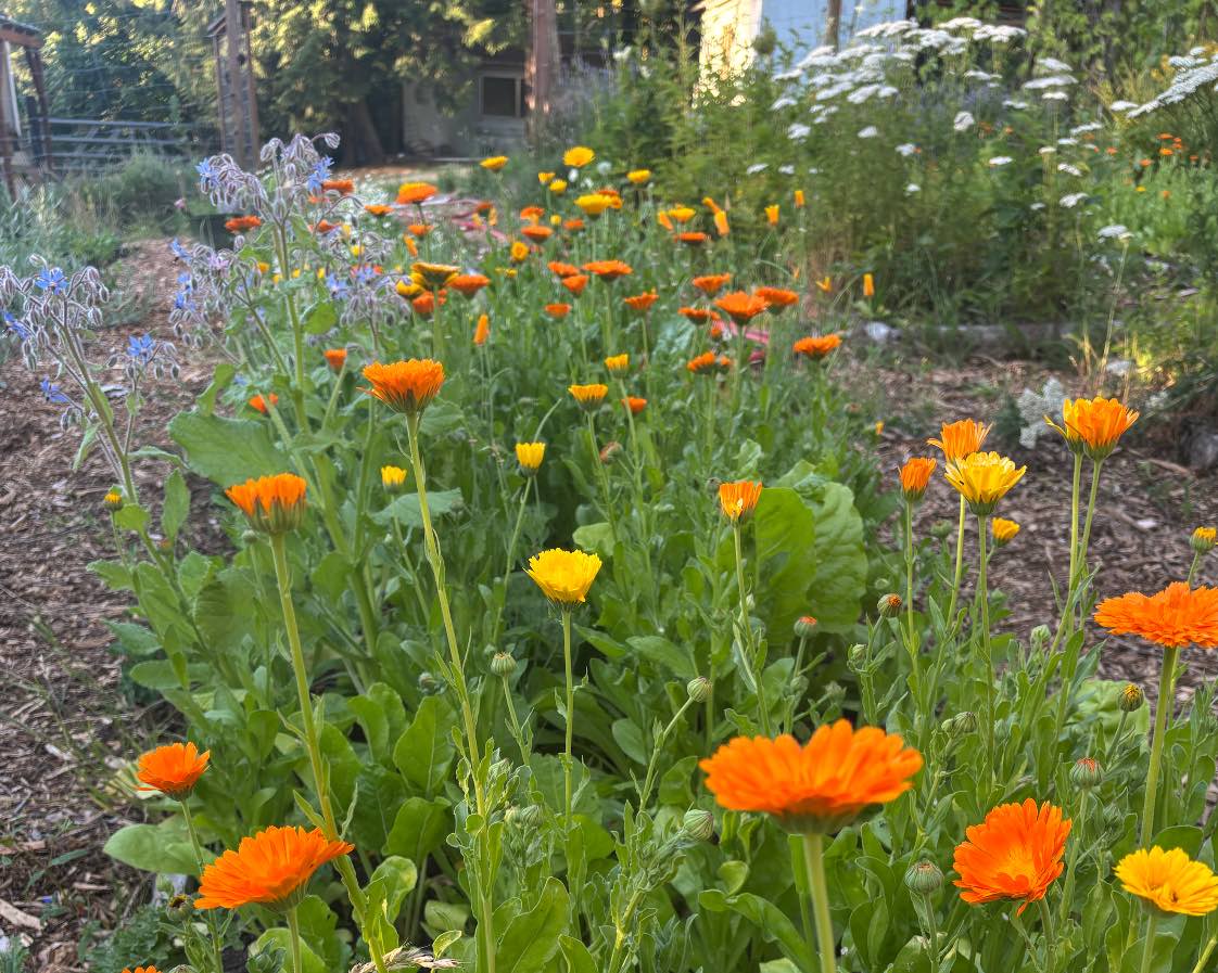 Plant Spotlight – Calendula